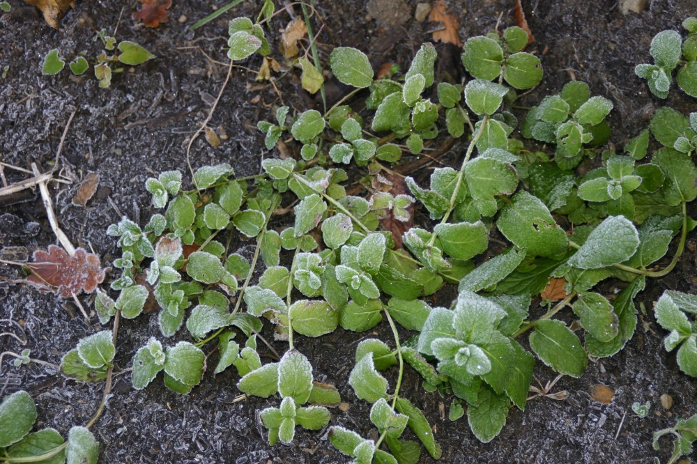 frosty mint silvi garden
