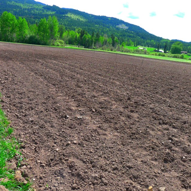 There are so many potatoes in this earth. You wouldn't believe!