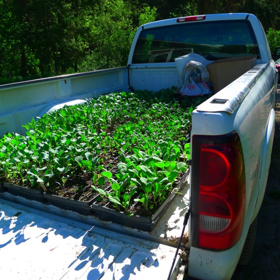These brassicas are headed down to the garden to harden off before they get planted next week.