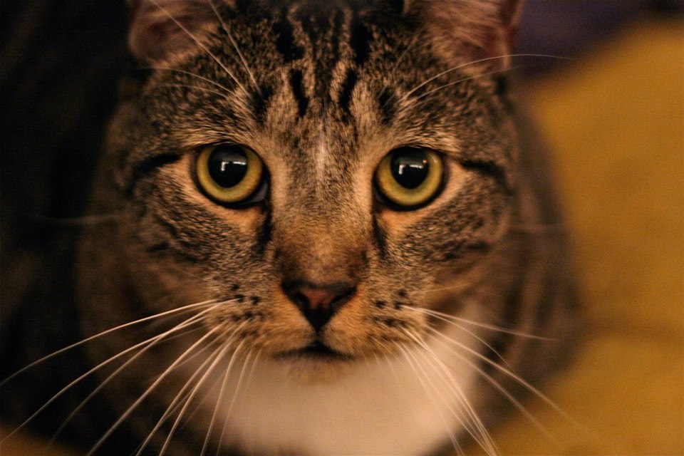 601336_10151477819817150_228402870_n-1